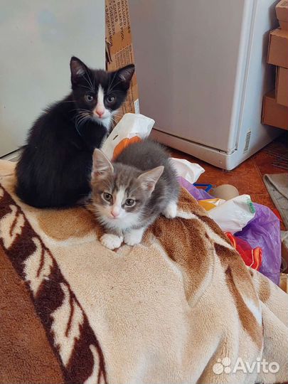 Котята черный, серый
