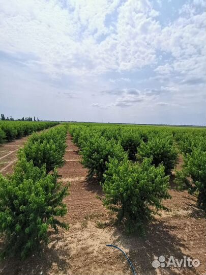 Персиковый сад