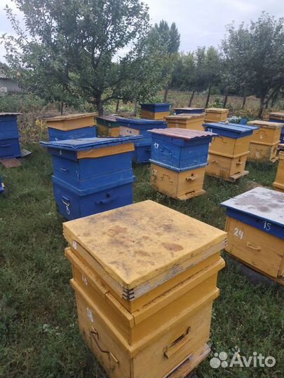 Пчелосемьи