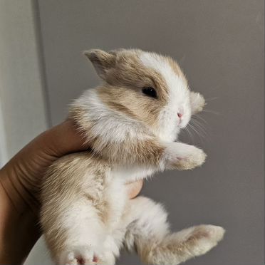 Декоративные карликовые кролики