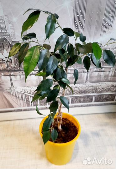 Фикус бенджамина