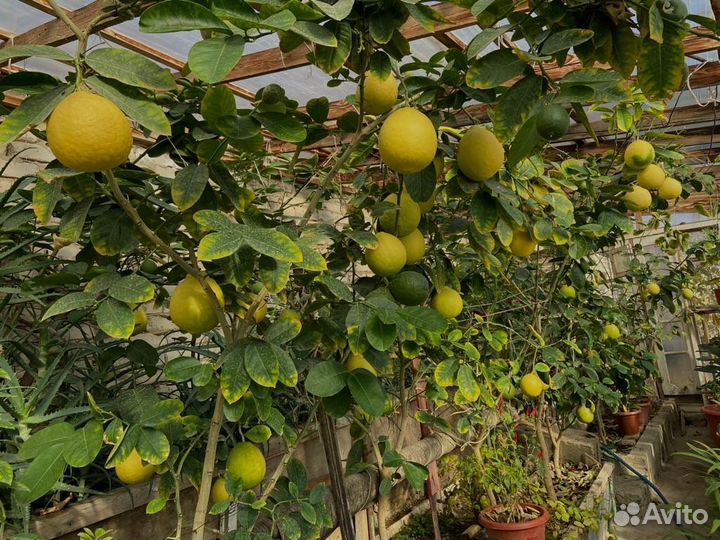 Лимонное дерево