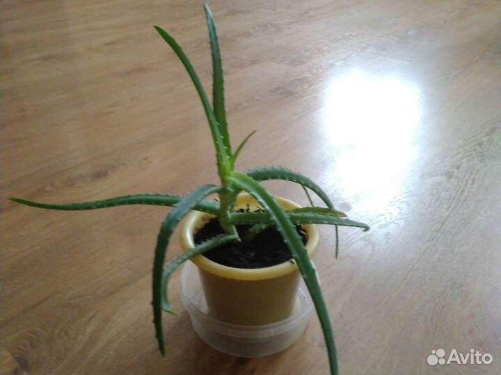 Алоэ столетник