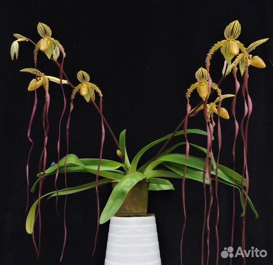 Орхидея Paph. Michael Koopowitz x Angel Hair