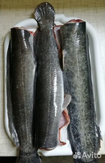 Сом африканский (мраморный, клариевый, кармут)