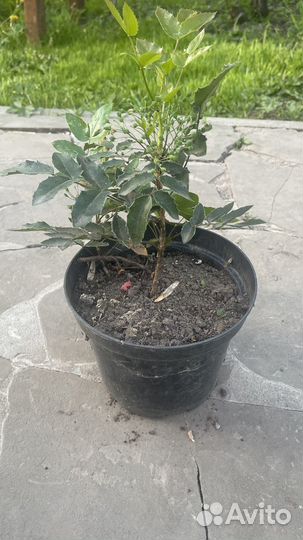 Магония падуболистная