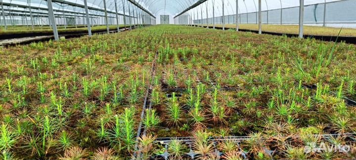 Саженцы сосны обыкновенной зкс в розницу