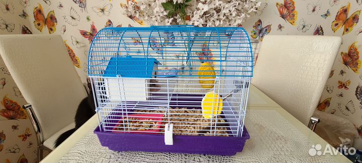 Хомяк короткошерстный, белый, с клеткой