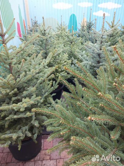 Ели редчайшего окраса