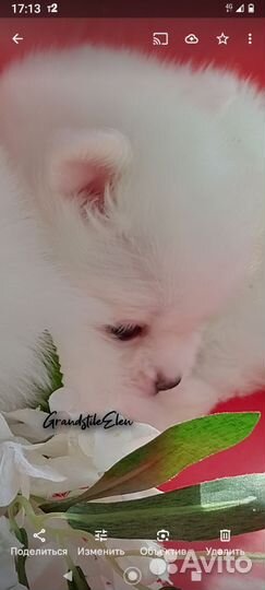 Малыши шпица