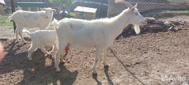 Коза дойная