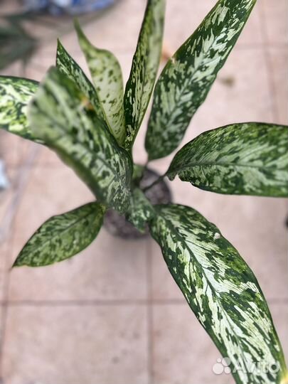 Диффенбахия везувий, компакта