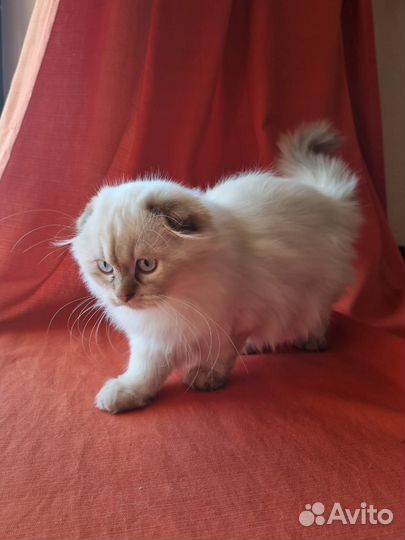 Шотландская кошка