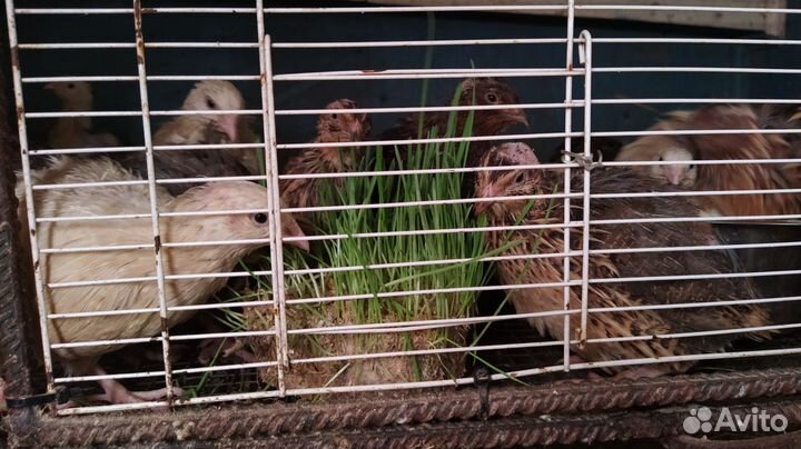 Трава для кошек