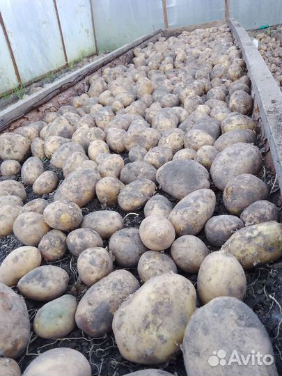 Продам картофель