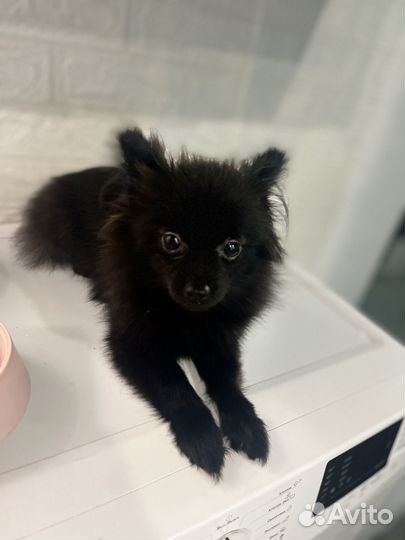 Щенки шпица мини