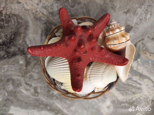 Морские ракушки