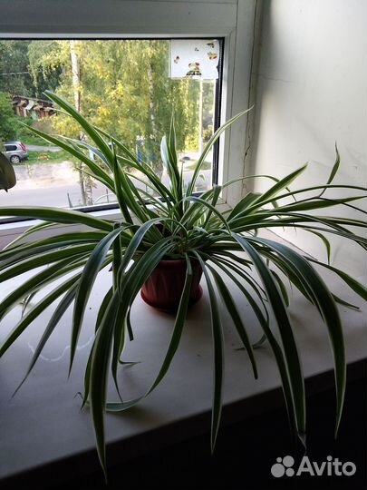 Хлорофитум