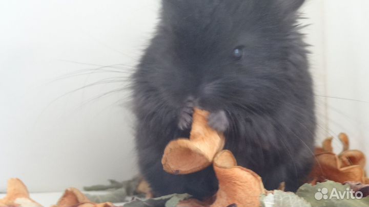 Шиншиллы Ангоры