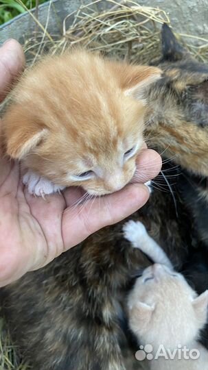 Котята в добрые руки