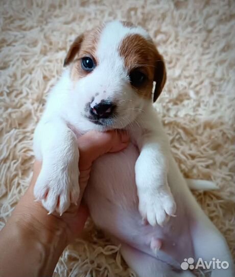 Джек Рассел терьер