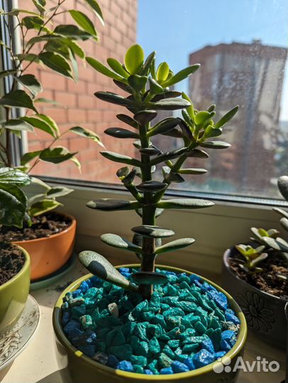 Крассула толстянка