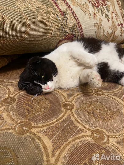 Котик в добрые руки
