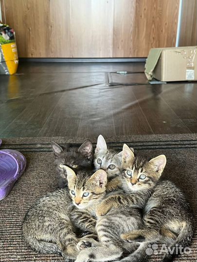Котятки