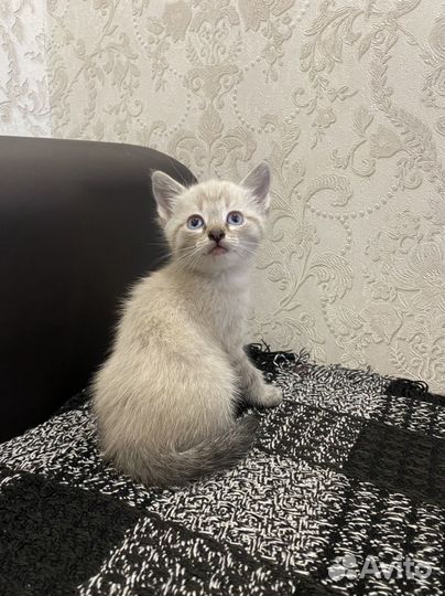 Кошка