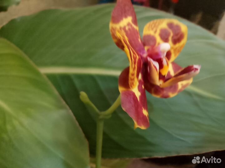 Орхидея фаленопсис