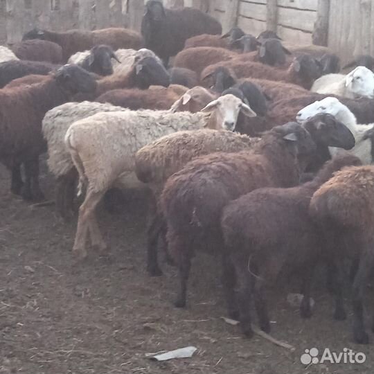 Продаются баранчики