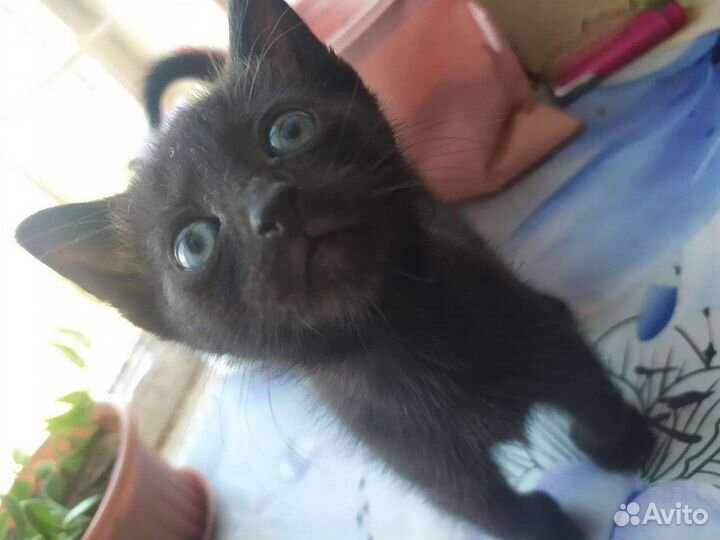 Ориентальные котята черные