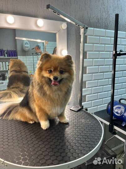 Стрижка собак и кошек