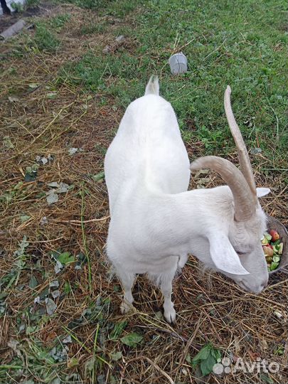 Коза дойная