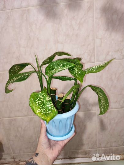 Диффенбахия