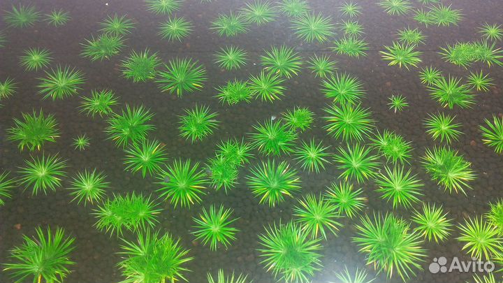 Эриокаулон (Ratonagiriuni), сомики, заморозка