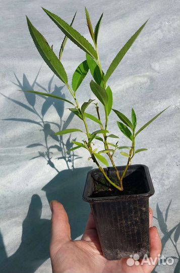 Саженцы Ивы шаровидной