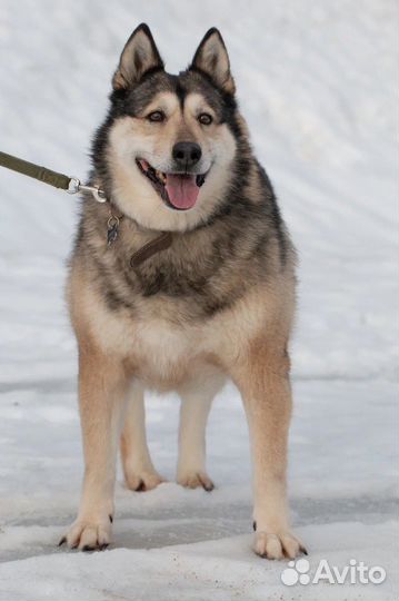 Метис Лайки в добрые руки, Ребекка