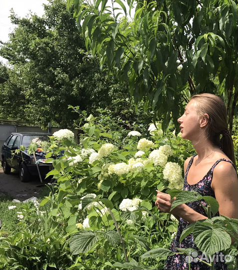 Цветы для сада