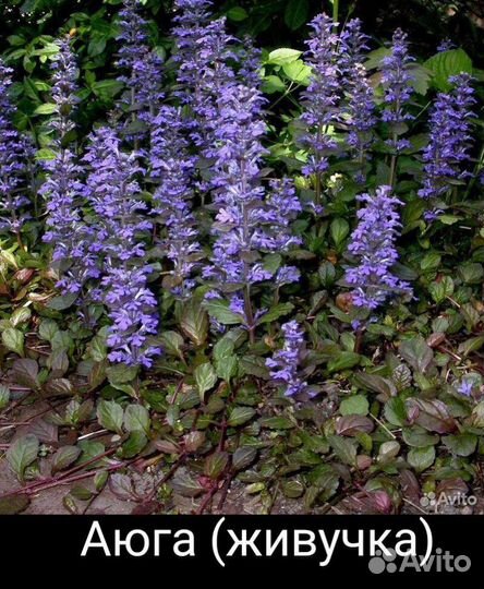 Цветы для дачи