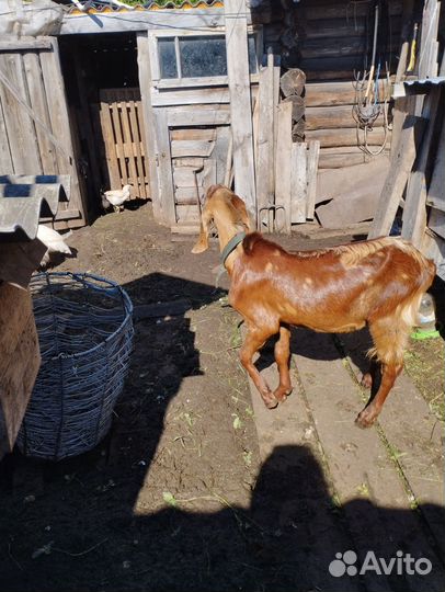 Продам дойную козу, Нуб-Заанинка