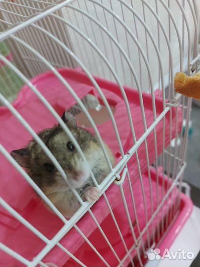 Хомяк с клеткой
