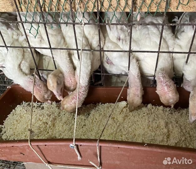 Индюшата хайбрид конвертер