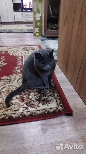 Потерялась кошка