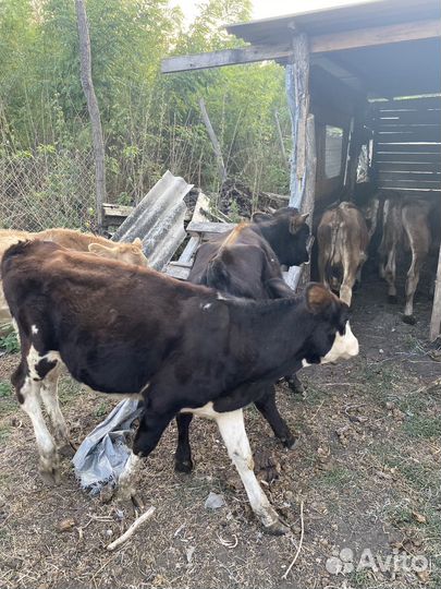 Быки и телки