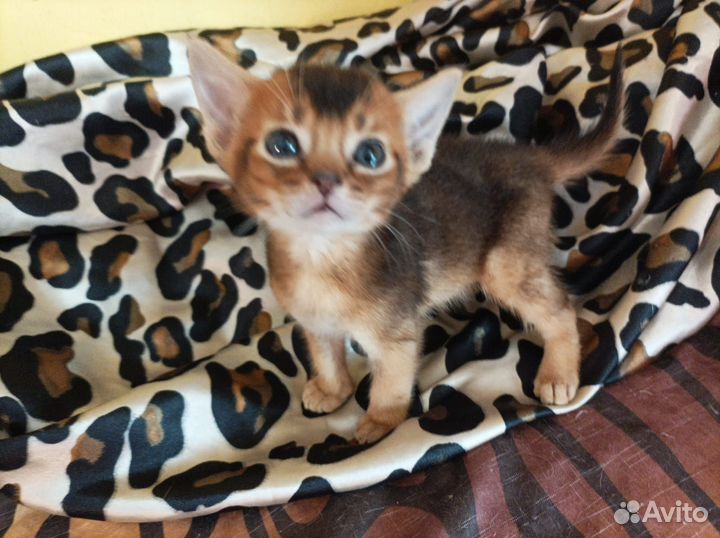 Абиссинские котята