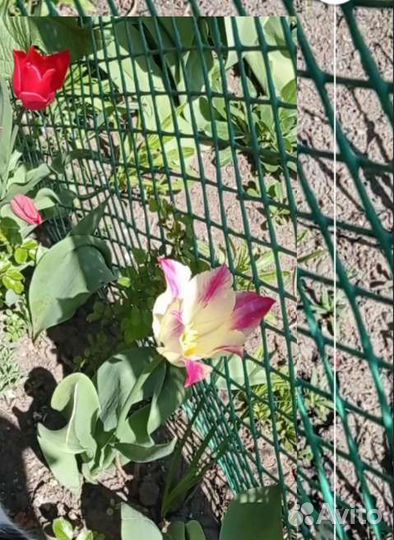 Луковицы тюльпанов