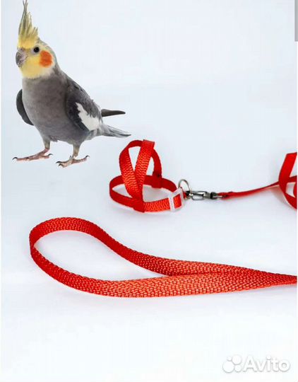 Поводок, шлейка для птиц