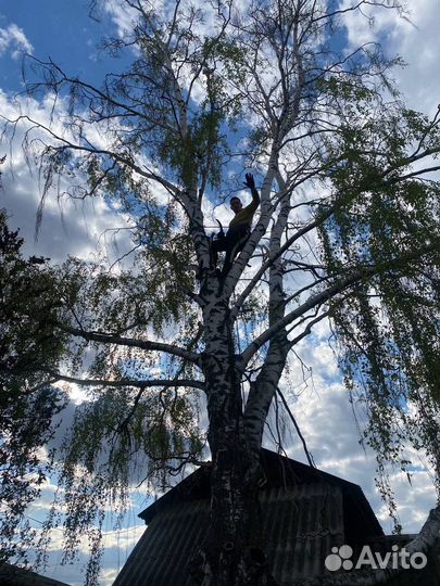 Спил деревьев с вывозом
