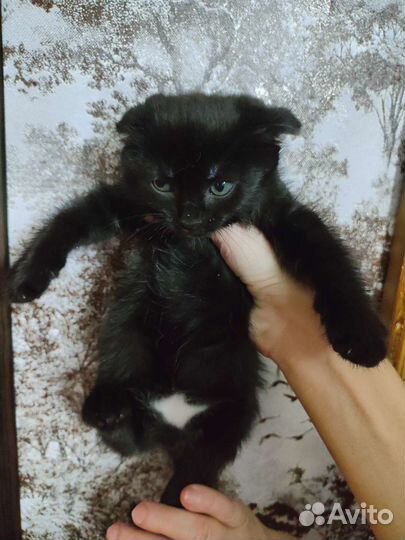 Котята в хорошие руки